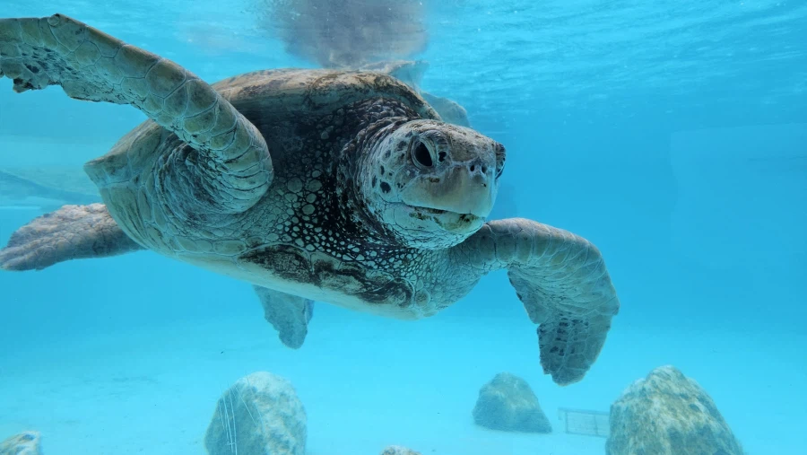 [일본]오키나와 동파육 라후테 / 회정식 외_6.webp