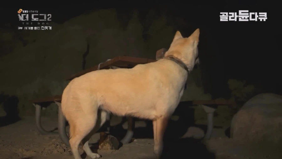 미국인이 키우는 진돗개의 위엄_11.webp