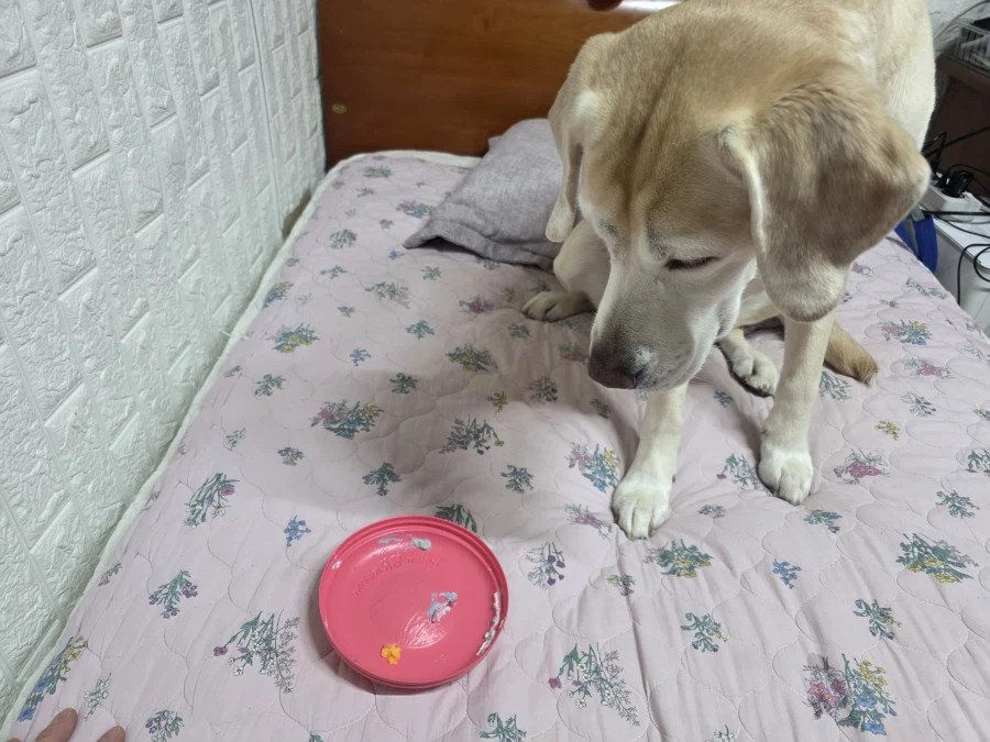 오늘이 국제 강아지의 날이래._2.webp