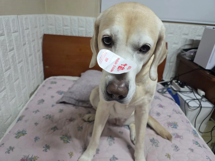 오늘이 국제 강아지의 날이래._4.webp