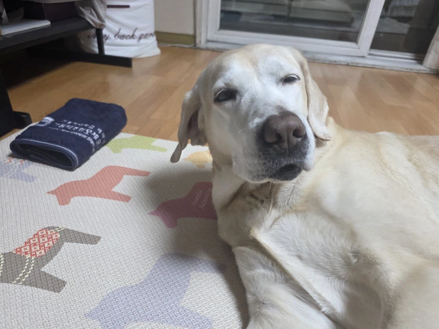 오늘이 국제 강아지의 날이래._5.webp