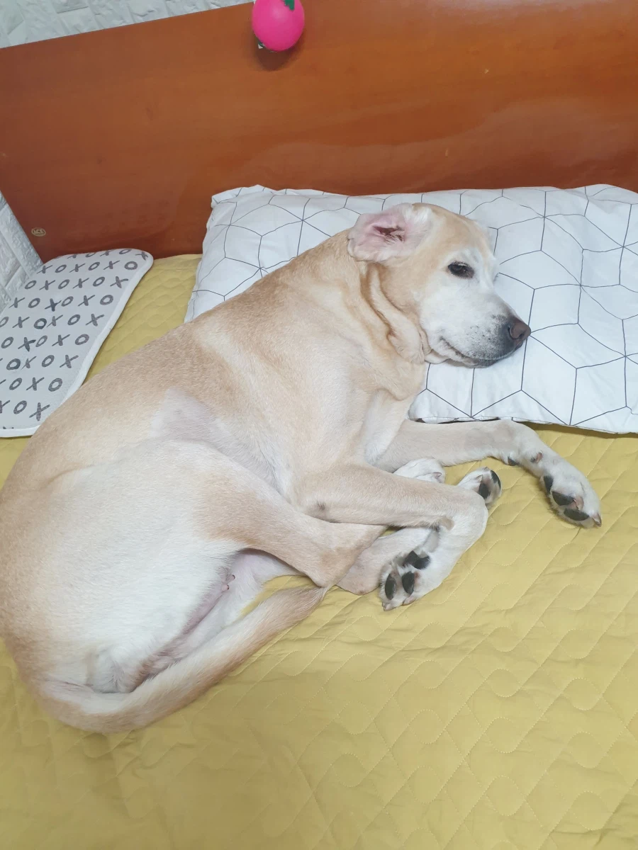 오늘이 국제 강아지의 날이래._6.webp