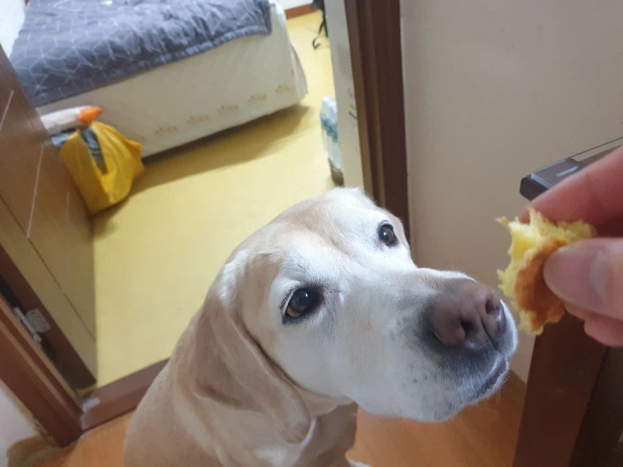 오늘이 국제 강아지의 날이래._10.webp