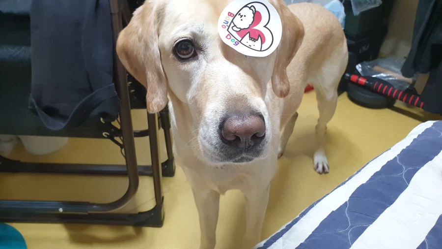 오늘이 국제 강아지의 날이래._11.webp