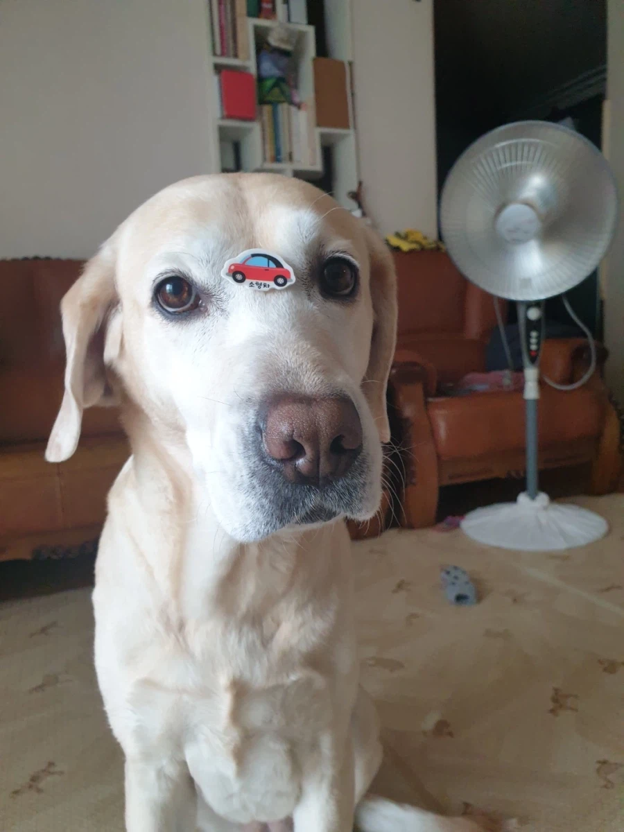 오늘이 국제 강아지의 날이래._13.webp