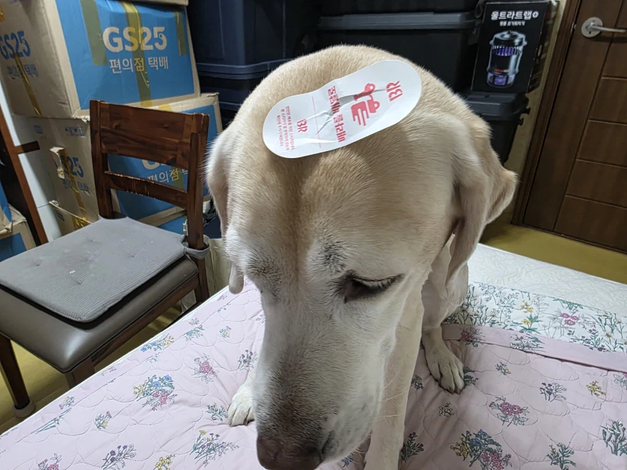 오늘이 국제 강아지의 날이래._15.webp