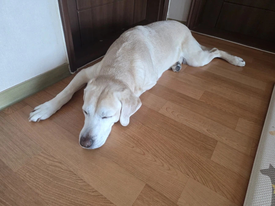 오늘이 국제 강아지의 날이래._16.webp