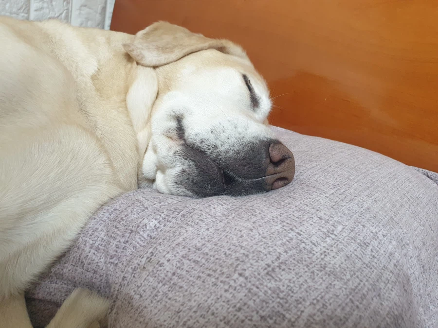 오늘이 국제 강아지의 날이래._19.webp