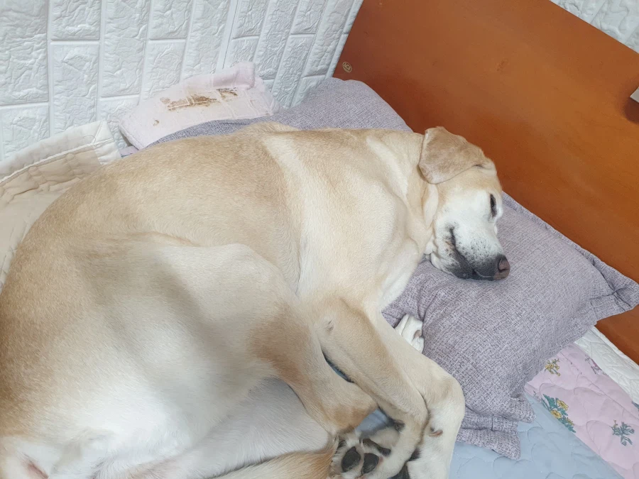 오늘이 국제 강아지의 날이래._20.webp