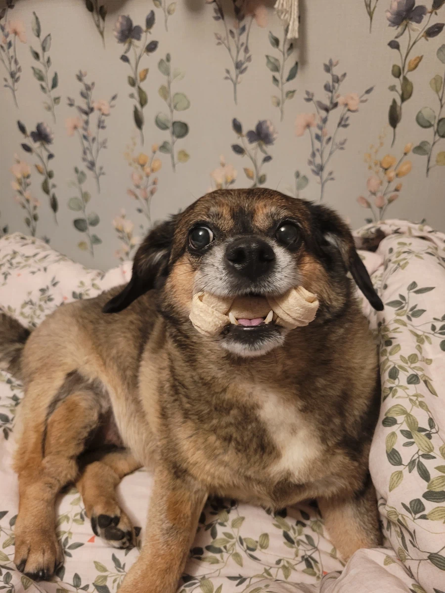 뭔 강아지의 날도 있네;;_2.webp