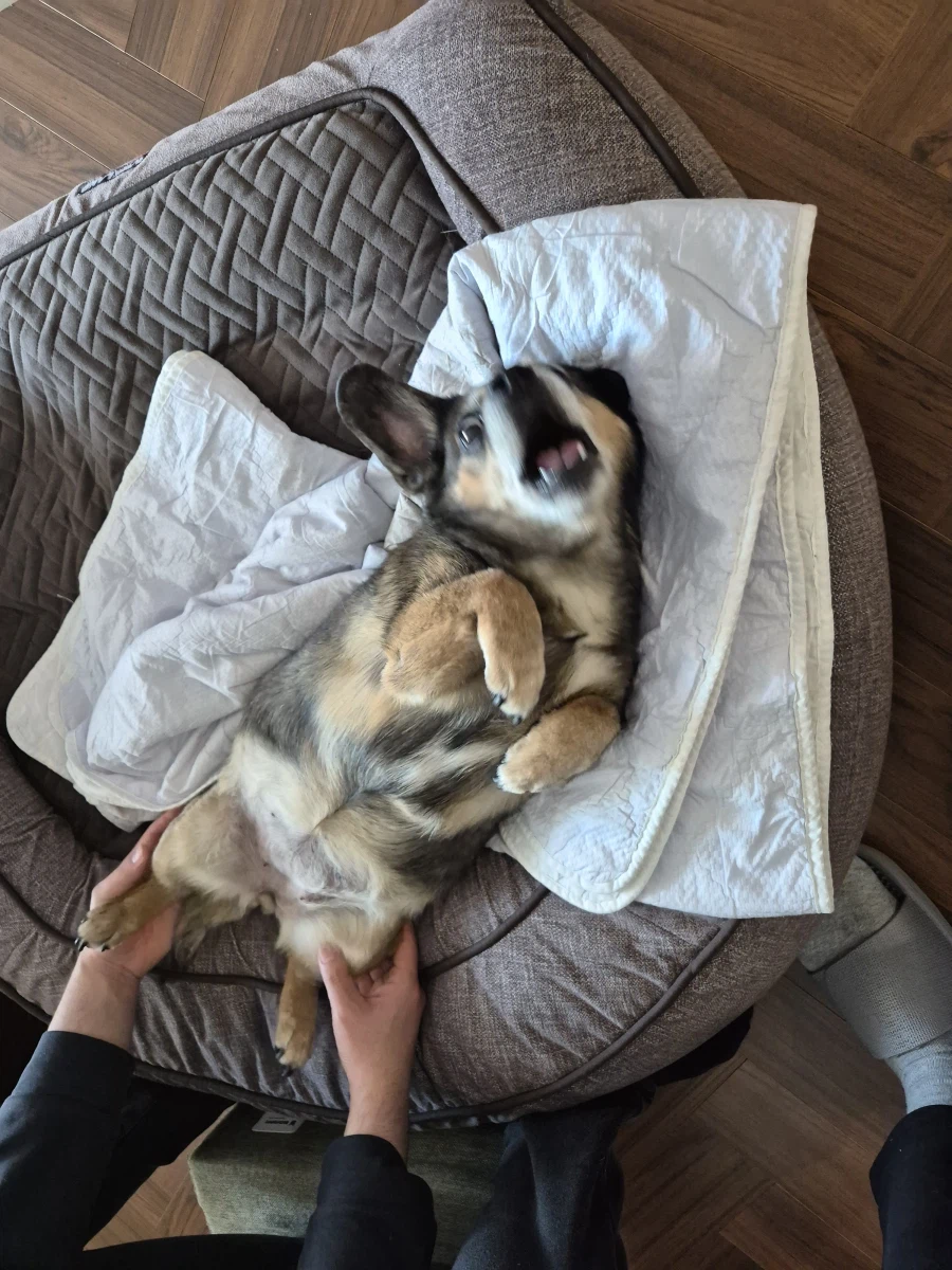 뭔 강아지의 날도 있네;;_7.webp