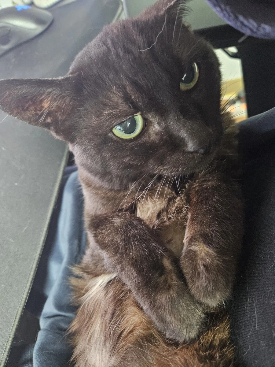 강아지의 날 기념_1.webp