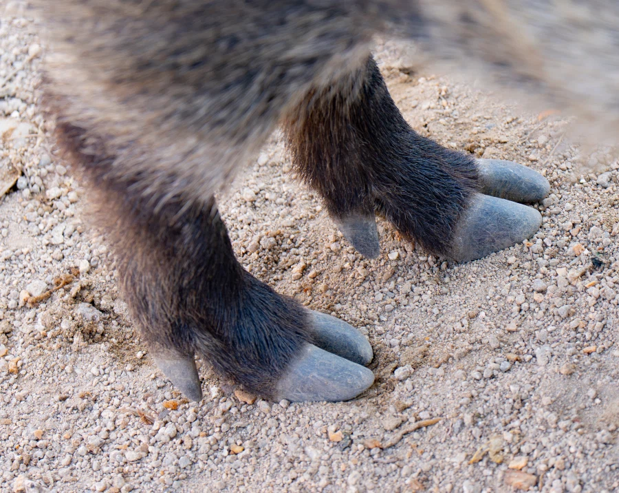 여러분이 즐겨찾는 돼지족발 입니다._1.webp