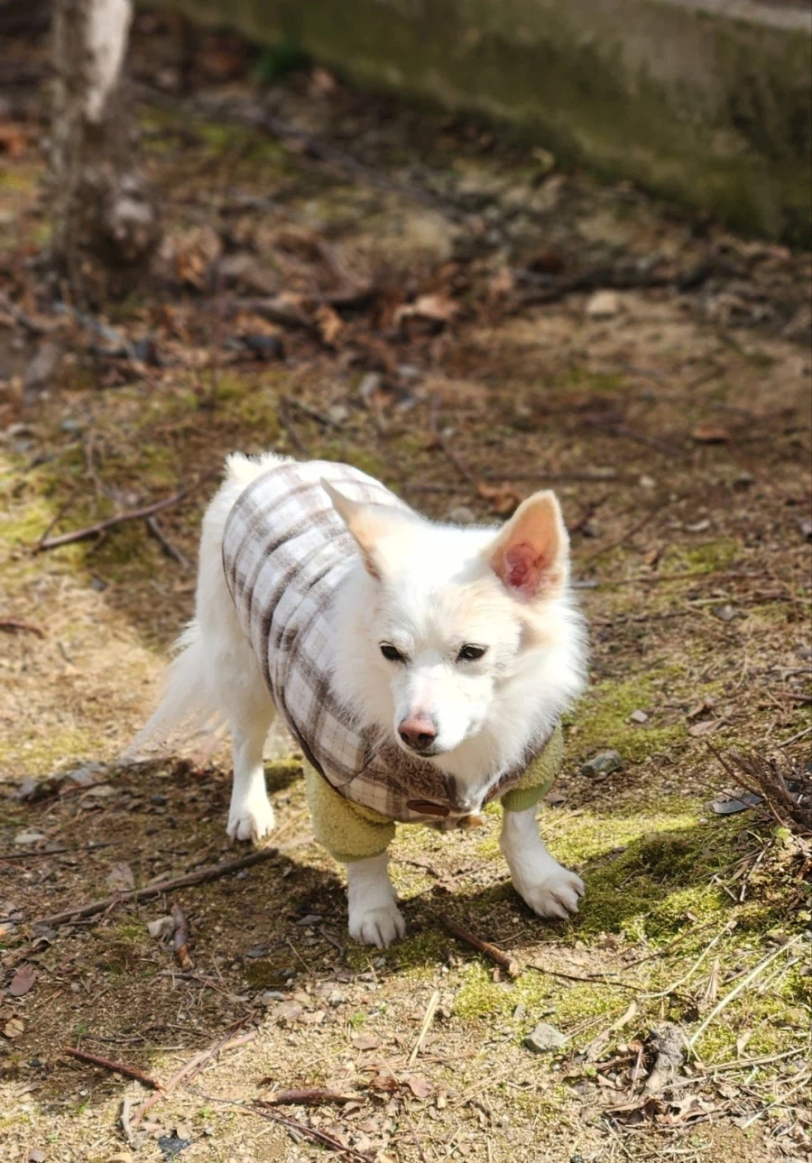 강아지) 국제 강아지의 날 기념 짤 몇개_3.webp