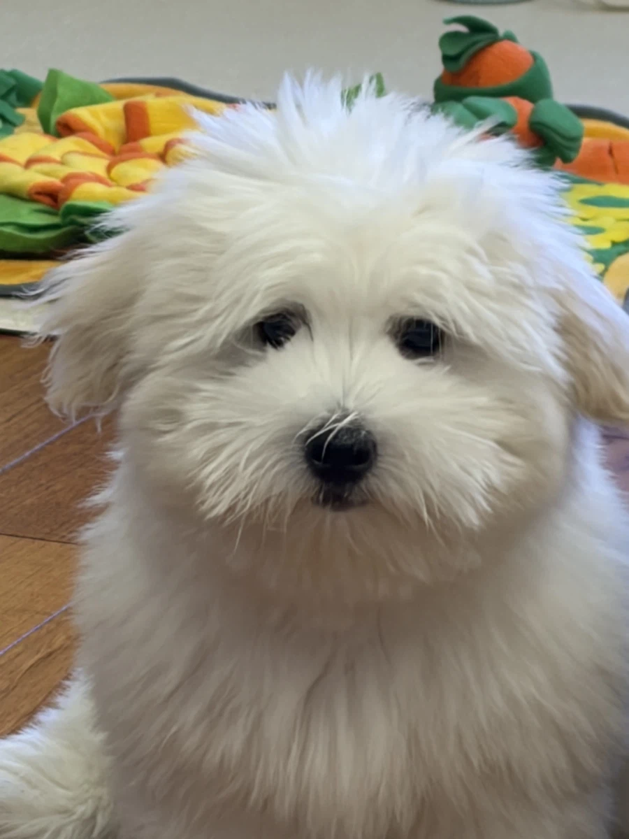 본가 멍뭉이 한달사이에 갑자기 확큼..._2.webp