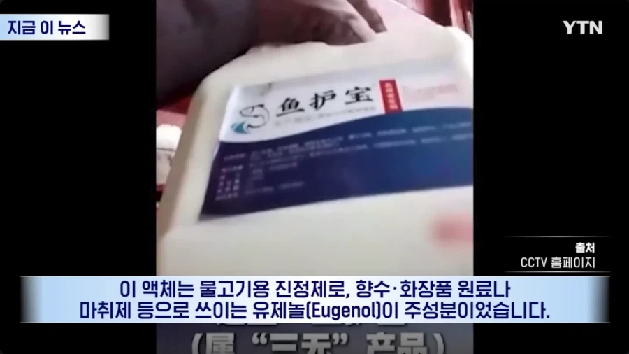 생선 마취제 때문에 난리 난 중국 근황_6.webp