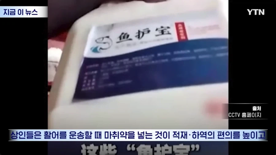 생선 마취제 때문에 난리 난 중국 근황_10.webp