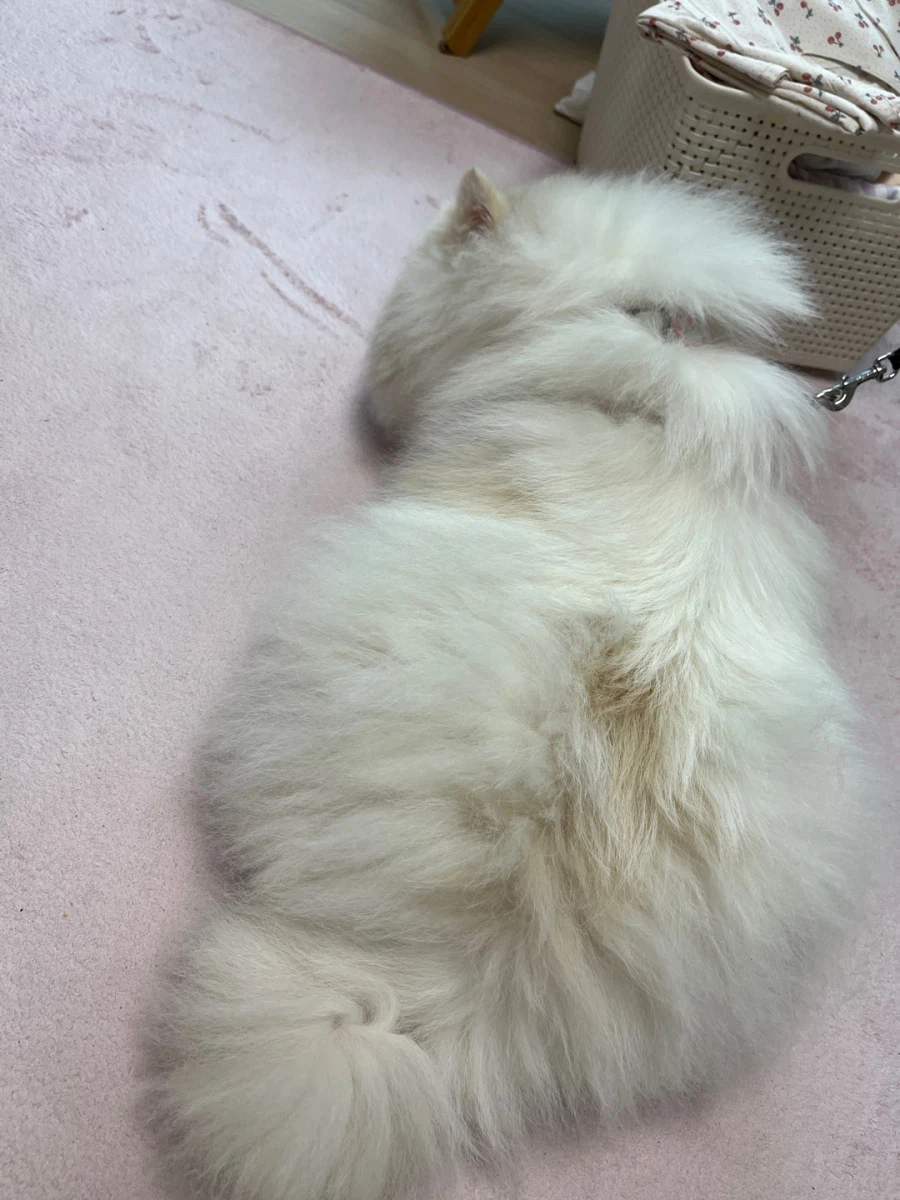 오늘은 강아지의 날이라 욕심 좀 부리겠다_4.webp