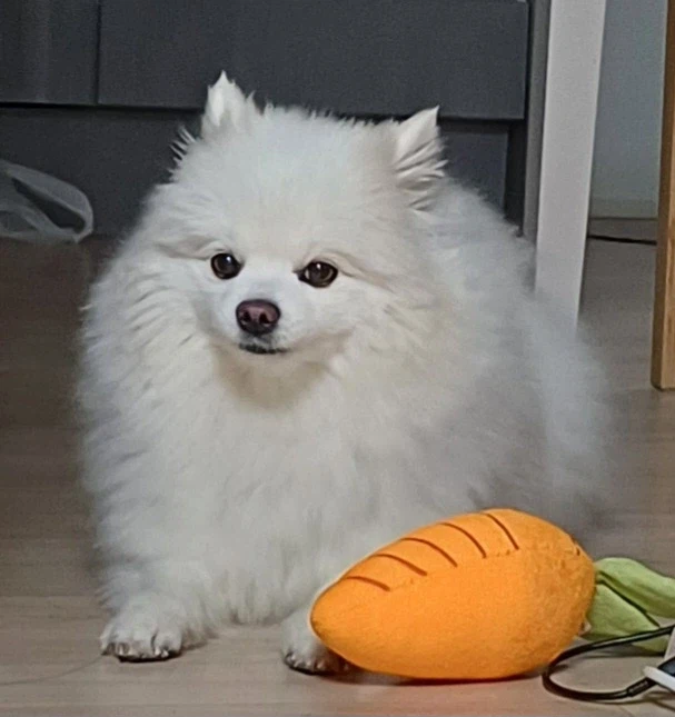 오늘은 강아지의 날이라 욕심 좀 부리겠다_5.webp