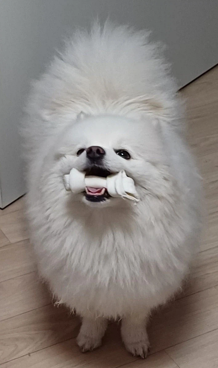 오늘은 강아지의 날이라 욕심 좀 부리겠다_6.webp