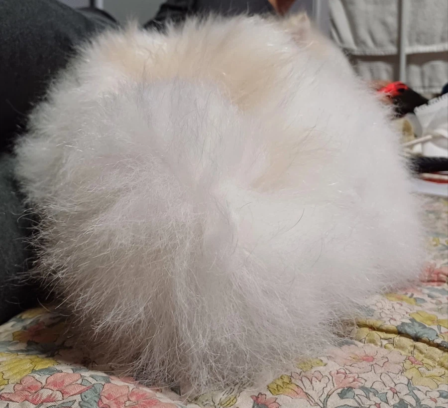 오늘은 강아지의 날이라 욕심 좀 부리겠다_8.webp