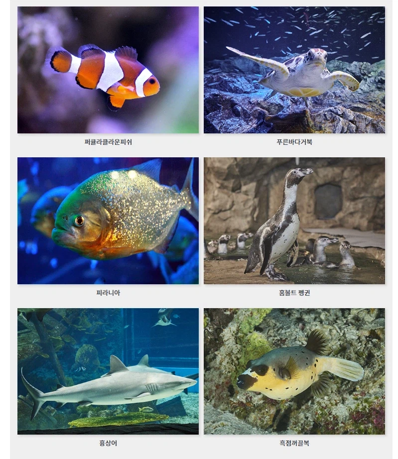 데이브 더 다이버의 비밀_4.webp