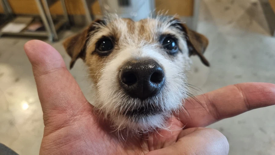 강아지의 날 기념 우리집 강아지 짤털이_12.webp