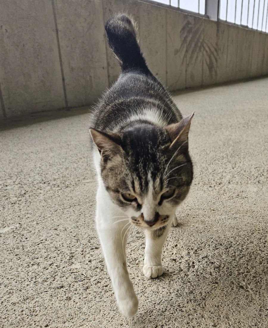 블루아카) 집에서 키우는 카즈사_1.webp