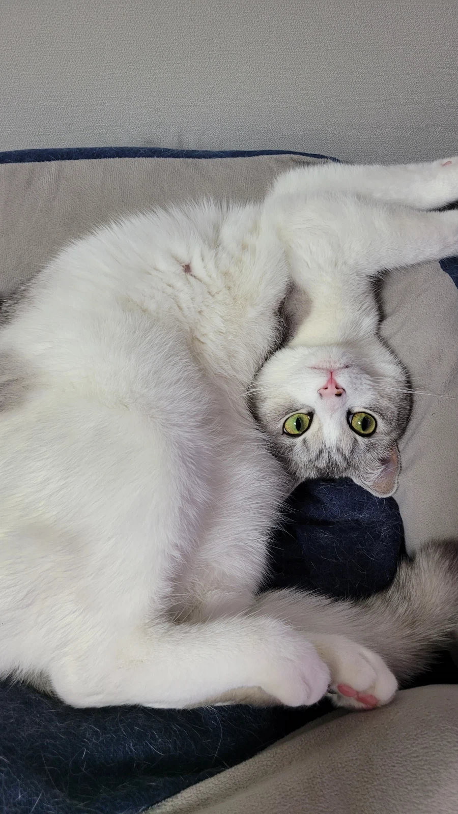 우리집 고양이 볼래요_7.webp