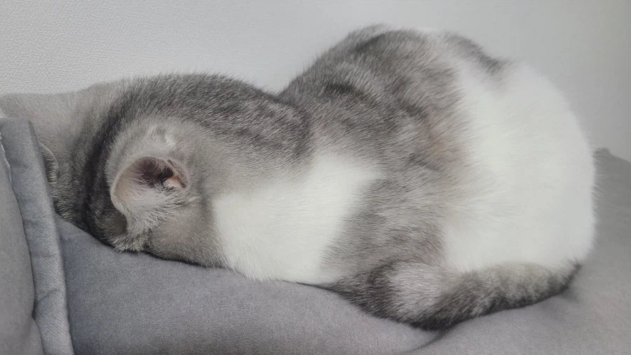 우리집 고양이 볼래요_12.webp