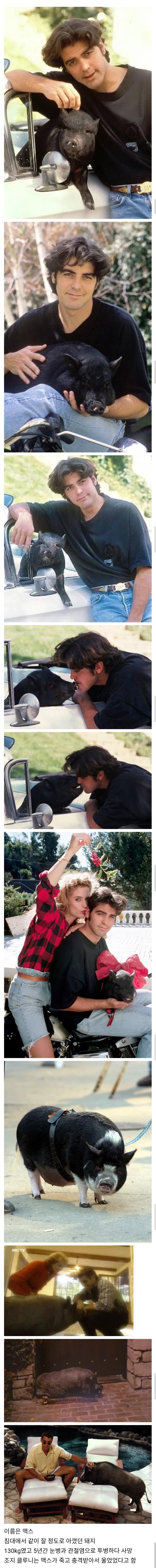 조지 클루니가 18년간 키웠던 반려돼지_1.webp