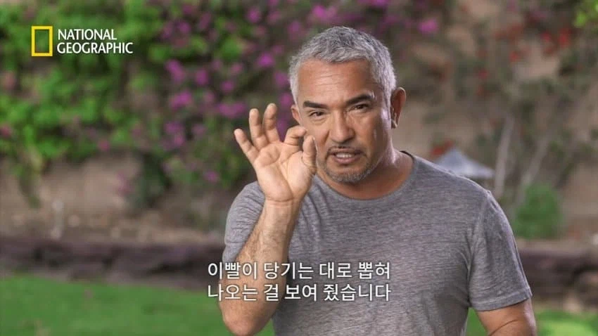 개 행동이 이상하게 공격적이면 병원에 가봐야함_5.webp