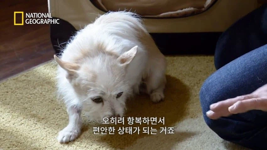 개 행동이 이상하게 공격적이면 병원에 가봐야함_16.webp