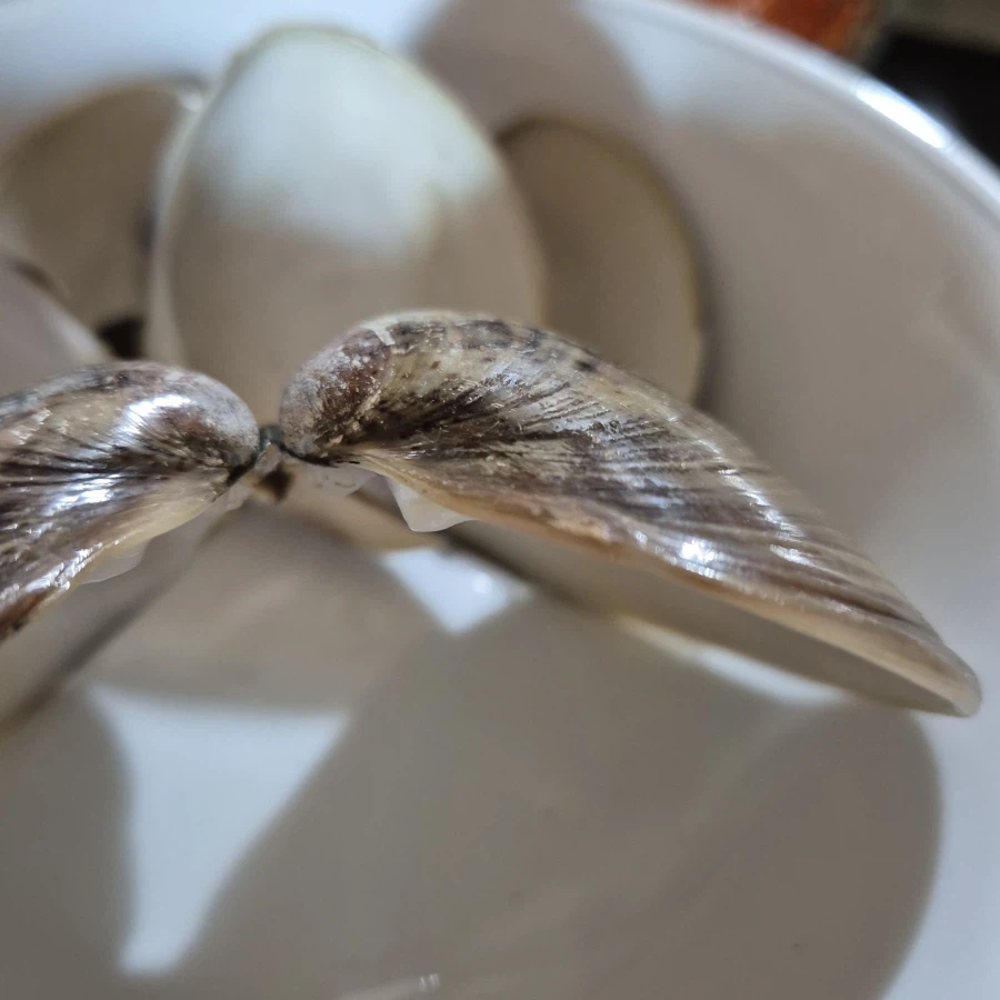 조개껍데기가 엄청 두껍다_1.webp