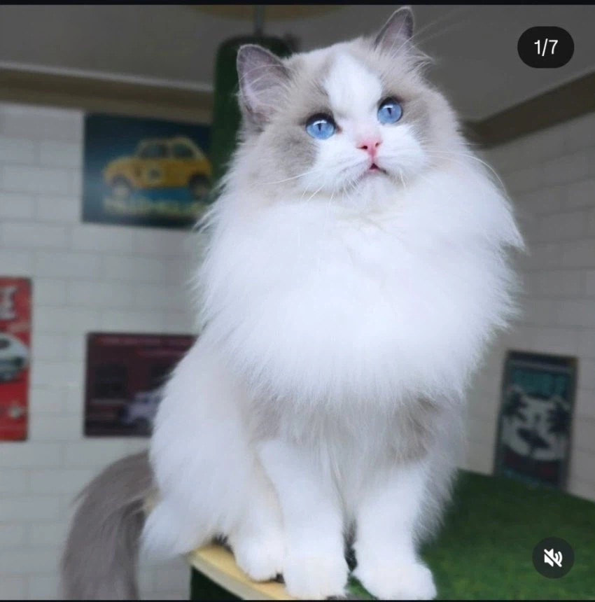 아이온2)인섭아 ㅆㅂ 고양이 한번 삶았냐?_4.webp