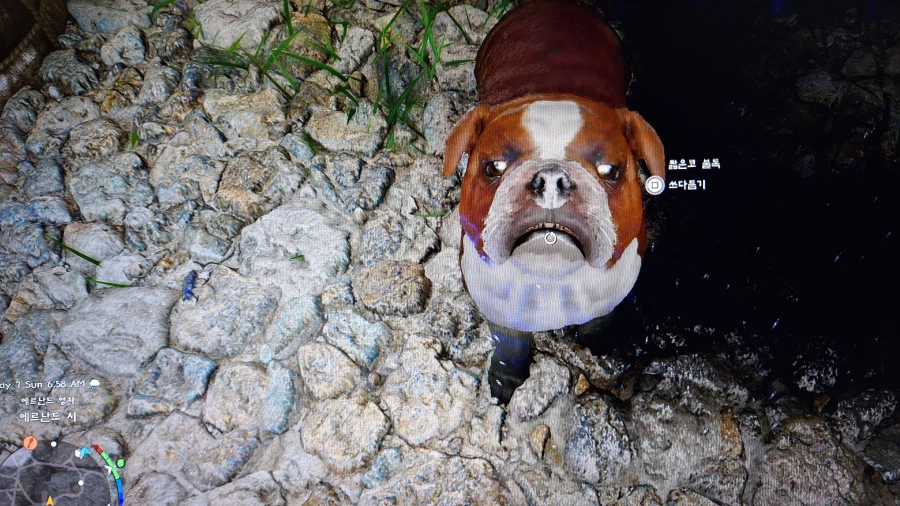 내가 원하는 졸귀 불독은 어디에?? ㅜㅜ_5.webp