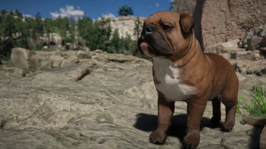 내가 원하는 졸귀 불독은 어디에?? ㅜㅜ_6.webp