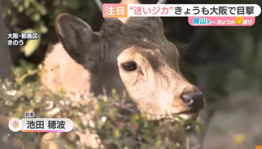 일본 나라 현 “집 나간 사슴 안 받는다… 천연기념물 박탈”_1.webp