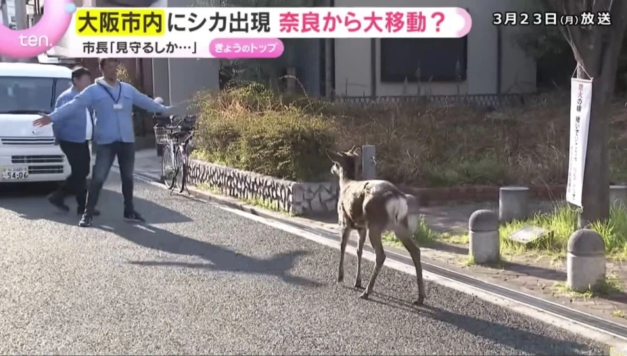 일본 나라 현 “집 나간 사슴 안 받는다… 천연기념물 박탈”_2.webp