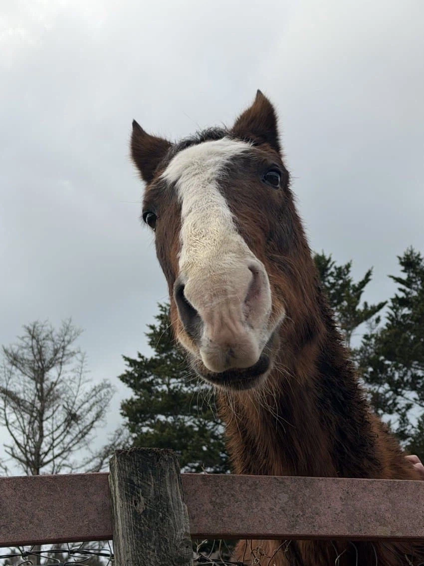말딸) 볼에 턱수염 기른 말_2.webp