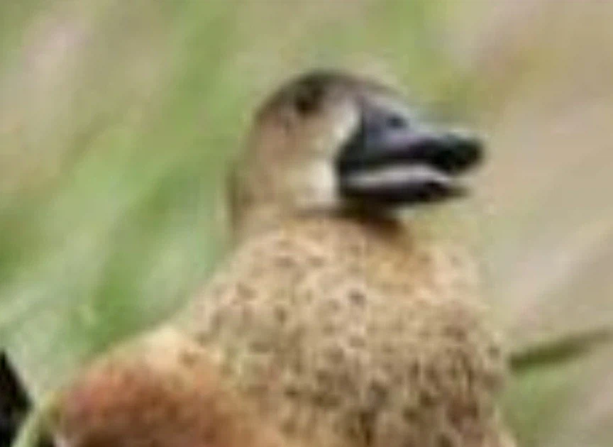 오리 먹는걸로 오해 받는 넓적부리황새_3.webp