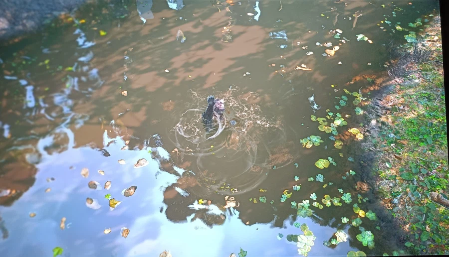 메탈기어 솔리드 델타 정글_11.webp