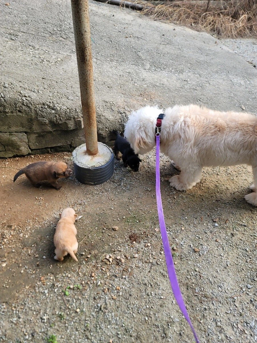 시골 똥깡아지_5.webp