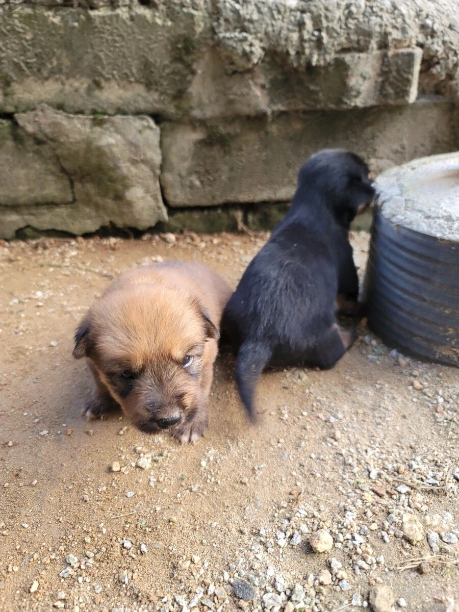 시골 똥깡아지_7.webp