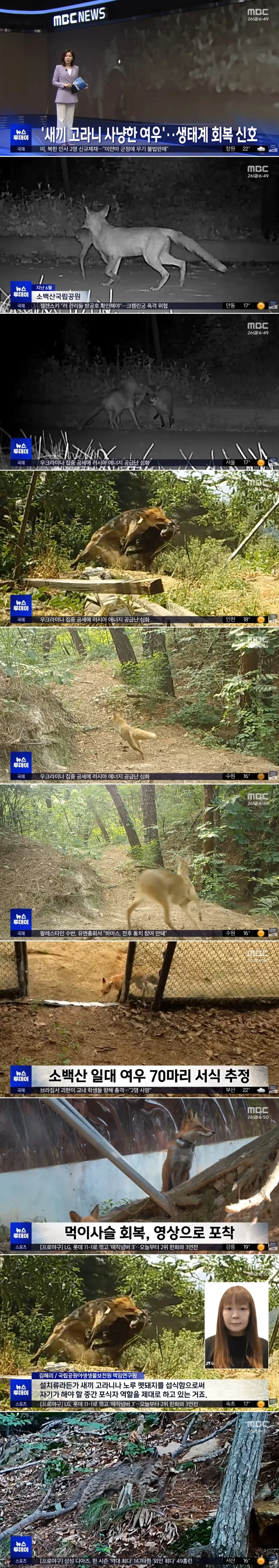 소백산 여우, 새끼 고라니 사냥..._1.webp