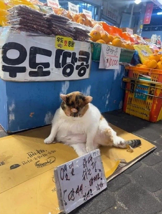 우도 햇 땅콩 원산지 공개_1.webp