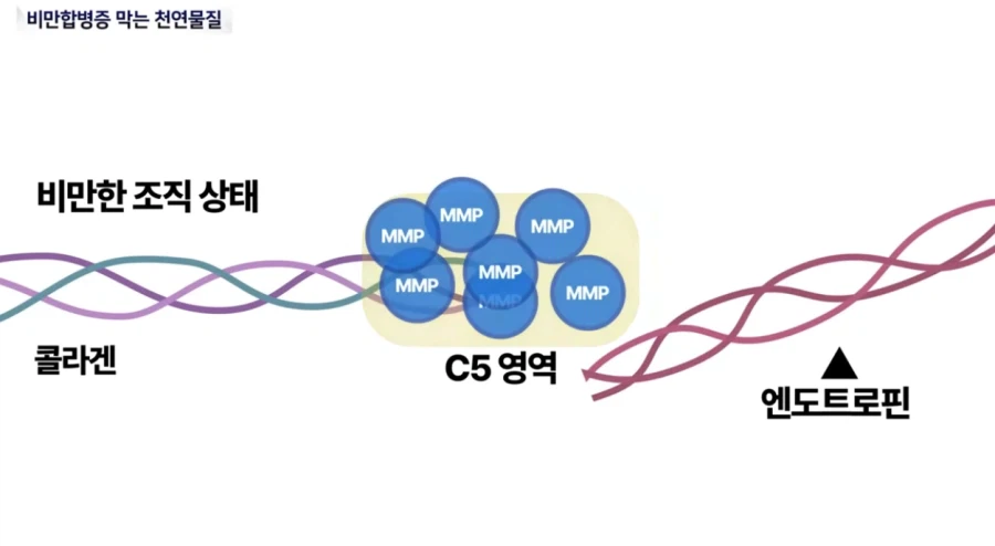 비만 치료제 연구 근황._3.webp