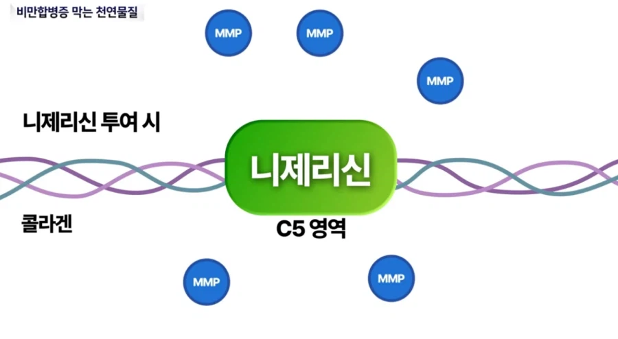 비만 치료제 연구 근황._4.webp