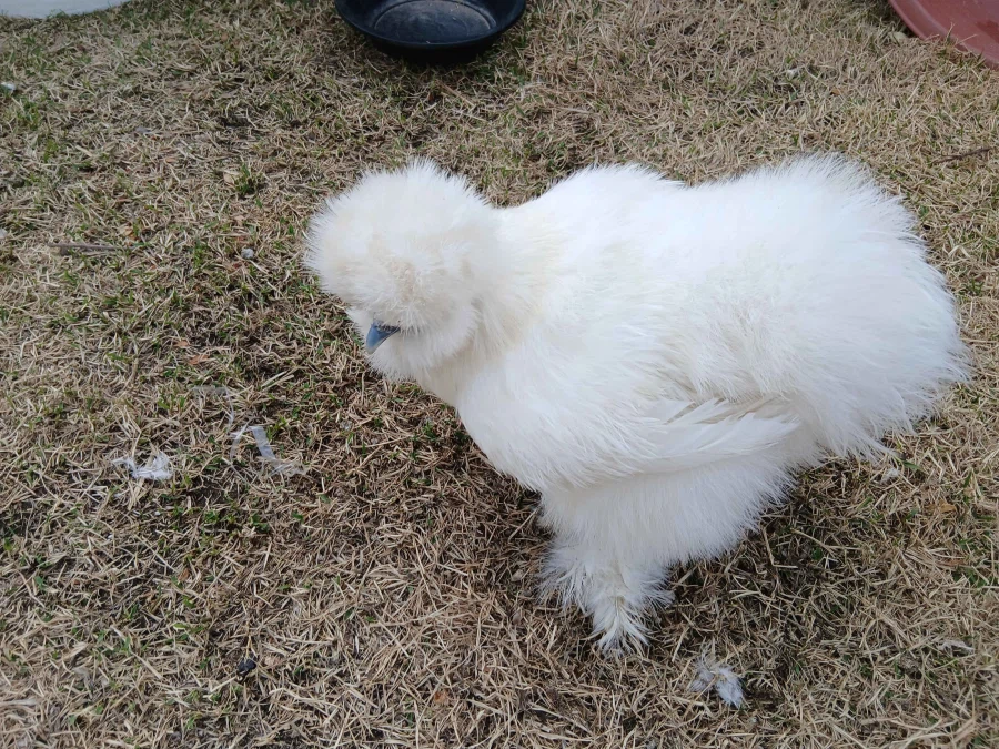 날이 건조해서 더욱 뽀송뽀송한 닭들 올리기_7.webp