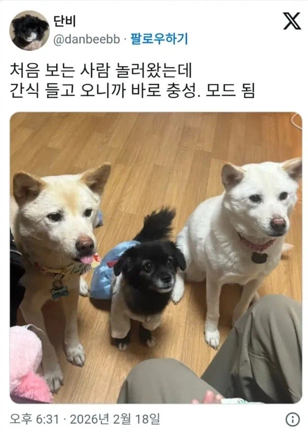 최면어플에 당한 멍멍이들.jpg_1.webp